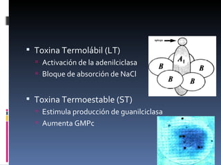  Toxina Termolábil (LT)
   Activación de la adenilciclasa
   Bloque de absorción de NaCl


 Toxina Termoestable (ST)
   Estimula producción de guanilciclasa
   Aumenta GMPc
 