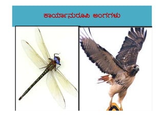 PÁAiÀiÁð£ÀÄgÀÆ¦ CAUÀUÀ¼ÀÄ
 