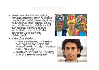 ಾನವ ಕುಲಗಳ
• ಾನವ ೋ ೕ ೆ ಯ ಪ ೇಧ ೆ
ೇ ದರೂ ಾನವರ ಅ ೇಕ ಗುಂಪ ಗ ೆ
ಅವ ಗಳ ನಡು ೆ ಅ ೇಕ ಷ ನ ೆಗಳನು
ಗುರು ಸಬಹುದು ಚಮ , ಕೂದಲು, ಕಣುಗಳ
ಬಣ , ಮೂ ನ ಆ ಾರ , ತು ಗಳ ಮಂದ ೆ,
ೕ ೆ ಹಲ ಾರು ಲ ಣಗಳ ವ ಾ ಸ
ಕಂಡುಬರುತ ೆ. ಇದರ ಆ ಾರದ ೕ ೆ
ಾನವರ ಅ ೇಕ ಕುಲಗಳನು
ಗುರು ಸು ಾ ೆ
ಾನವರ ಅ ೇಕ ಕುಲಗಳನು
ಗುರು ಸು ಾ ೆ
• ಾಕ ಾ ಾನವರು
– ಚಮ ದ ಬಣ ಕಂ ಾ ದು, ೕ ಅಥ ಾ
ಕಂಡು ಬಣದ ಕಣುಗಳ ಎತರದ ಾಗು
ೕಳ ಾದ ಾ ಕ, ೇರ ಅಥ ಾ ಗುಂಗುರು
ಕೂದಲು ೊಂ ಾ ೆ.
– ಯೂ ೋ ,ಅ ಾದ ೆಲ ಾಗಗಳ
ಮತು ಾರತದ ಕಂಡುಬರು ಾ ೆ
 