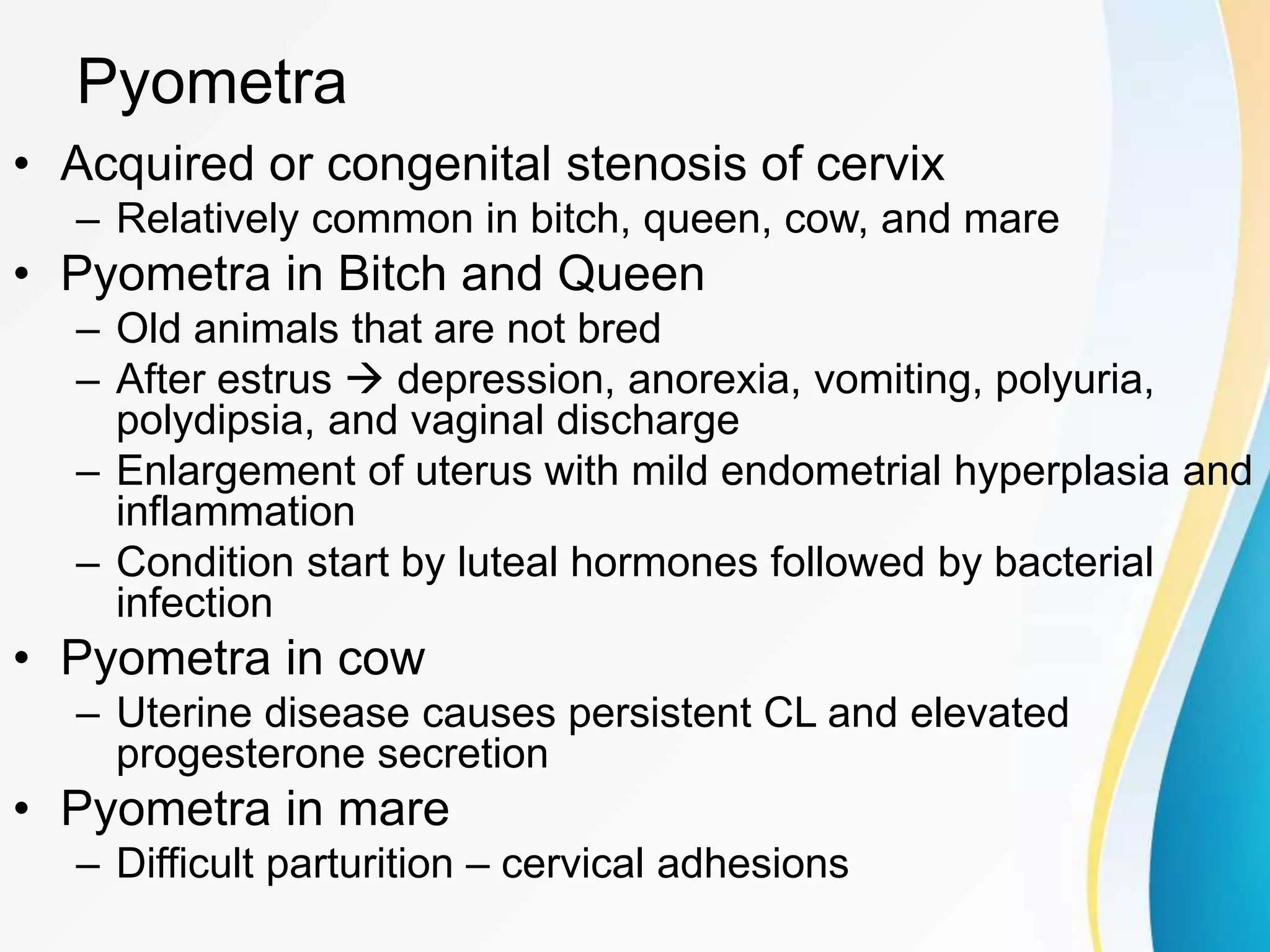 Pyometra Cow Veterinary Pathology of The Female Genital System | PPT