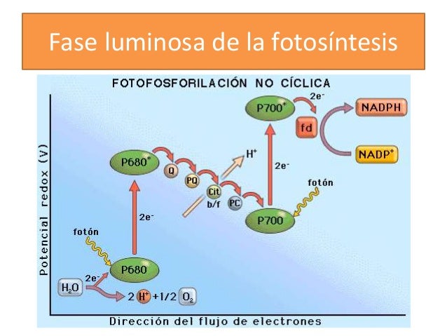 Fotosíntesis para Biología acceso universidad mayores de