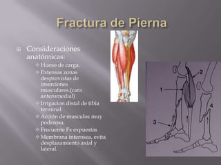 Fractura de PiernaConsideraciones anatómicas:Hueso de carga.