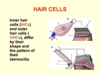 HAIR CELLS I nner hair cells ( IHCs ) and outer hair cells ( OHCs ), differ by their shape and the pattern of their stereocilia 