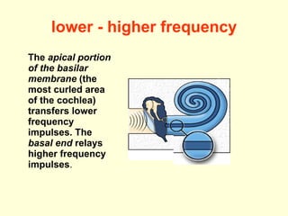lower - higher frequency The  apical portion of the basilar membrane  (the most curled area of the cochlea) transfers lower frequency impulses. The  basal end  relays higher frequency impulses . 