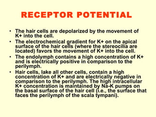 RECEPTOR POTENTIAL   The hair cells are depolarized by the movement of K+ into the cell. The electrochemical gradient for K+ on the apical surface of the hair cells (where the stereocilia are located) favors the movement of K+ into the cell. The endolymph contains a high concentration of K+ and is electrically positive in comparison to the perilymph. Hair cells, lake all other cells, contain a high concentration of K+ and are electrically negative in comparison to the perilymph. The high intracellular K+ concentration is maintained by Na-K pumps on the basal surface of the hair cell (i.e., the surface that faces the perilymph of the scala tympani). 