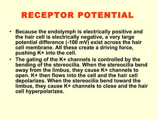RECEPTOR POTENTIAL   Because the endolymph is electrically positive and the hair cell is electrically negative, a very large potential difference (-100 mV) exist across the hair cell membrane. All these create a driving force, pushing K+ into the cell. The gating of the K+ channels is controlled by the bending of the stereocilia. When the stereocilia bend away from the limbus, they cause K+ channels to open. K+ then flows into the cell and the hair cell depolarizes. When the stereocilia bend toward the limbus, they cause K+ channels to close and the hair cell hyperpolarizes. 