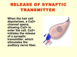 RELEASE OF SYNAPTIC TRANSMITTER   When the hair cell depolarizes, a Ca2+ channel opens, allowing Ca2+ to enter the cell. Ca2+ initiates the release of a synaptic transmitter, which stimulates the auditory nerve fiber.   