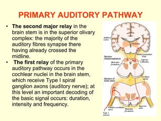 PRIMARY AUDITORY PATHWAY The second major relay  in the brain stem is in the superior olivary complex: the majority of the auditory fibres synapse there having already crossed the midline. The first relay  of the primary auditory pathway occurs in the cochlear nuclei in the brain stem, which receive Type I spiral ganglion axons (auditory nerve); at this level an important decoding of the basic signal occurs: duration, intensity and frequency. 