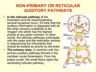 NON-PRIMARY OR RETICULAR AUDITORY PATHWAYS In the reticular pathway  of the brainstem and the mesencephalus, several synapses occur. It's here that the auditory information is integrated with all the other sensory modalities to be 'triaged' into which has the highest priority at any given moment. In other words, the reticular pathways participate with the wake and the motivation centres in selectioning the information that should be treated as priority by the brain. The primary relay , in common with the primary auditory pathway formed in the cochlear nuclei (brainstem). From the bulbar nuclei, the small fibers rejoin the ascending reticular pathway.  
