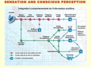 SENSATION AND CONSCIOUS PERCEPTION   