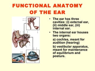 FUNCTIONAL ANATOMY OF THE EAR The ear has three cavities: (i) external ear, (ii) middle ear, (iii) internal ear.  The internal ear houses two organs:  a) cochlea, meant for audition (hearing) b) vestibular apparatus, meant for maintenance of equilibrium and posture. 