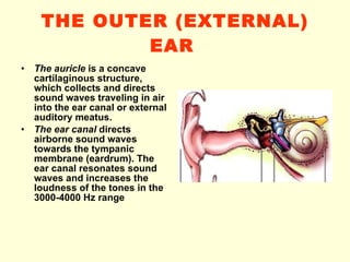 THE OUTER (EXTERNAL) EAR   The auricle  is a concave cartilaginous structure, which collects and directs sound waves traveling in air into the ear canal or external auditory meatus. The ear canal  directs airborne sound waves towards the tympanic membrane (eardrum). The ear canal resonates sound waves and increases the loudness of the tones in the 3000-4000 Hz range   