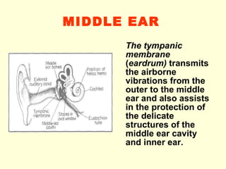 MIDDLE EAR   The tympanic   membrane   ( eardrum )  transmits the airborne vibrations from the outer to the middle ear and also assists in the protection of the delicate structures of the middle ear cavity and inner ear.   