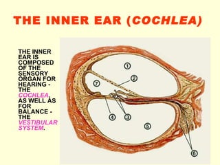 THE INNER EAR  ( COCHLEA )   THE INNER EAR IS COMPOSED OF THE SENSORY ORGAN FOR HEARING - THE  COCHLEA , AS WELL AS FOR BALANCE - THE  VESTIBULAR SYSTEM .   