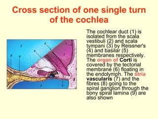 Cross section of one single turn of the cochlea The cochlear duct (1) is isolated from the scala vestibuli (2) and scala tympani (3) by Reissner's (4) and basilar (5) membranes respectively. The  organ   of   Corti  is covered by the tectorial membrane (6) floating in the endolymph. The  stria   vascularis  (7) and the fibres (8) going to the spiral ganglion through the bony spiral lamina (9) are also shown 