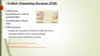 12 - hormones.pptx