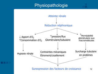 12
Atteinte rénale
Réduction néphronique
 Apport d’O2
Consommation d’O2
pression/flux
Glomérulaire/tubulaire
Perméabilité
glomérulaire aux
macromolécules
Hypoxie rénale
Contraintes mécaniques
Étirement/cisaillement
Surcharge tubulaire
en protéines
Surexpression des facteurs de croissance
Physiopathologie
 