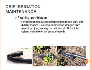 DRIP IRRIGATION 
MAINTENANCE 
 Flushing: pembilasan 
 Pembilasan dilakukan setiap pemasangan baru dan 
diakhir musim. Lakukan pembilasan dengan cara 
menutup ujung selang dan alirkan air. Buka tutup 
selang dan alirkan air sampai bersih 
 