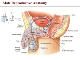 Male Reproductive Anatomy
 