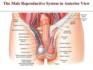 The Male Reproductive System in Anterior View
 