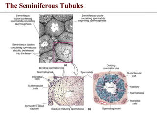 The Seminiferous Tubules
 