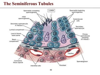 The Seminiferous Tubules
 