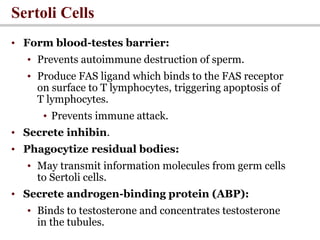 Sertoli Cells
• Form blood-testes barrier:
• Prevents autoimmune destruction of sperm.
• Produce FAS ligand which binds to the FAS receptor
on surface to T lymphocytes, triggering apoptosis of
T lymphocytes.
• Prevents immune attack.
• Secrete inhibin.
• Phagocytize residual bodies:
• May transmit information molecules from germ cells
to Sertoli cells.
• Secrete androgen-binding protein (ABP):
• Binds to testosterone and concentrates testosterone
in the tubules.
 