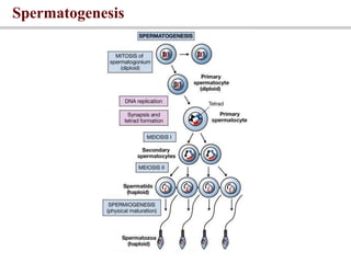 Spermatogenesis
 