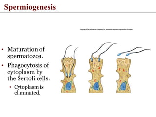 Spermiogenesis
• Maturation of
spermatozoa.
• Phagocytosis of
cytoplasm by
the Sertoli cells.
• Cytoplasm is
eliminated.
Insert fig. 20.18
 
