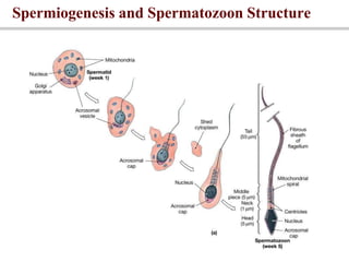 Spermiogenesis and Spermatozoon Structure
 