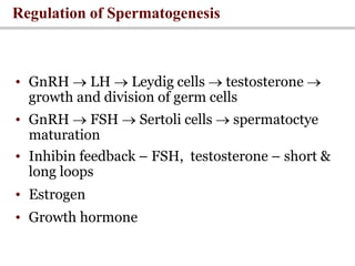 • GnRH  LH  Leydig cells  testosterone 
growth and division of germ cells
• GnRH  FSH  Sertoli cells  spermatoctye
maturation
• Inhibin feedback – FSH, testosterone – short &
long loops
• Estrogen
• Growth hormone
Regulation of Spermatogenesis
 