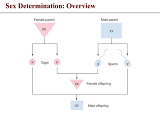 Sex Determination: Overview
 