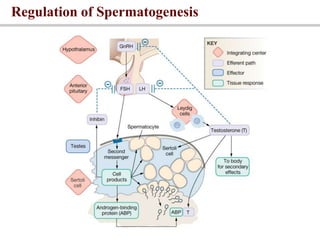 Regulation of Spermatogenesis
 