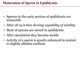 Maturation of Sperm in Epididymis
• Sperms in the early portion of epididymis are
nonmotile
• After 18-24 h they develop capability of motility
• Most of sperms are stored in epididymis
• After ejaculation they become motile
• Activity of a sperm is greatly enhanced in neutral
to slightly alkaline medium
 