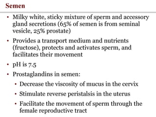 Semen
• Milky white, sticky mixture of sperm and accessory
gland secretions (65% of semen is from seminal
vesicle, 25% prostate)
• Provides a transport medium and nutrients
(fructose), protects and activates sperm, and
facilitates their movement
• pH is 7.5
• Prostaglandins in semen:
• Decrease the viscosity of mucus in the cervix
• Stimulate reverse peristalsis in the uterus
• Facilitate the movement of sperm through the
female reproductive tract
 