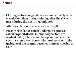 Semen
• Clotting factors coagulate semen immediately after
ejaculation, then fibrinolysin liquefies the sticky
mass during the next 15-30 minutes
• After ejaculation, sperms can live 24-48 h
• Freshly ejaculated semen undergoes a process
called capacitation: 1. inhibitory factors are
washed out by uterine and fallopian fluids, 2. the
sperm swims away from cholesterol vesicles, 3. the
mebrane of the sperms becomes more permeable to
Ca++
 