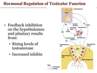 Hormonal Regulation of Testicular Function
• Feedback inhibition
on the hypothalamus
and pituitary results
from:
• Rising levels of
testosterone
• Increased inhibin
 
