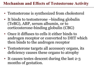 Mechanism and Effects of Testosterone Activity
• Testosterone is synthesized from cholesterol
• It binds to testosterone –binding globulin
(TeBG), ABP, serum albumin, or to
corticosterone-binding globulin (CBG)
• Once it diffuses to cells it either binds to
androgen receptor or converted to DHT which
then binds to the androgen receptor
• Testosterone targets all accessory organs, its
deficiency causes these organs to atrophy
• It causes testes descent during the last 2-3
months of gestation.
 