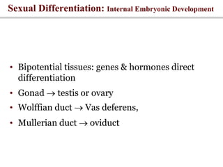 • Bipotential tissues: genes & hormones direct
differentiation
• Gonad  testis or ovary
• Wolffian duct  Vas deferens,
• Mullerian duct  oviduct
Sexual Differentiation: Internal Embryonic Development
 
