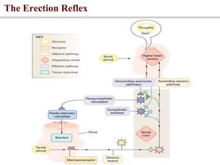 The Erection Reflex
 