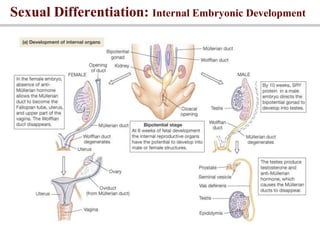 Sexual Differentiation: Internal Embryonic Development
 