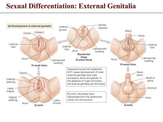 Sexual Differentiation: External Genitalia
 