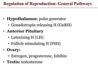 Regulation of Reproduction: General Pathways
• Hypothalamus: pulse generator
• Gonadotropin releasing H (GnRH)
• Anterior Pituitary
• Lutenizing H (LH)
• Follicle stimulating H (FSH)
• Ovary:
• Estrogen, progesterone, Inhibin
• Testis: testosterone
 