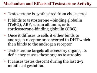 Testosterone Reproductive System 1&2-Male Reproductive system.ppt external internal | PPT