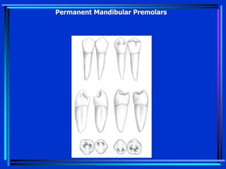 Permanent Mandibular Premolars
 