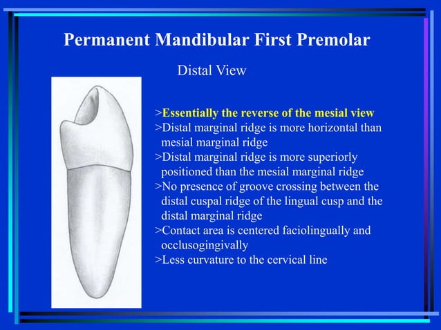 12-Mandibular Premolars-bg.ppt
