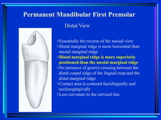 12-Mandibular Premolars-bg.ppt