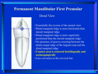 Option A Distal Marginal Ridge 12-Mandibular Premolars-bg.ppt
