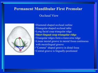 Triangular Cusp Ridge 12-Mandibular Premolars-bg.ppt