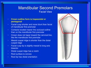 Cuspal Ridges 12-Mandibular Premolars-bg.ppt